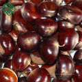 castanha fresca embalada com saco de malha